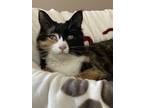 Adopt 5460 Pixel a Calico or Dilute Calico Domestic Mediumhair cat in Hartwell