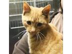 Adopt Landon a Orange or Red Domestic Shorthair / Domestic Shorthair / Mixed cat