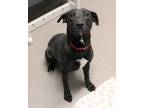 Adopt Dally a Black Retriever (Unknown Type) / American Pit Bull Terrier / Mixed