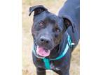 Adopt Chandler (BF) a Black Labrador Retriever / Mixed dog in Miami