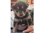 Adopt Godrick a Brown/Chocolate Labrador Retriever / Rottweiler / Mixed dog in