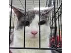 Adopt Leo a Gray or Blue Domestic Mediumhair / Mixed cat in Westminster