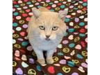 Adopt Teflon AKA Teffy a Tan or Fawn Tabby Domestic Shorthair / Mixed cat in