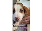 Adopt Bella a Mixed Breed (Medium) / Mixed dog in Salem & Dorchester
