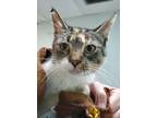 Adopt Willow a Orange or Red (Mostly) Domestic Shorthair cat in Seminole