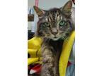 Adopt Prince Edward a Domestic Longhair cat in Seminole, FL (33683423)