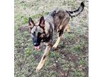 Adopt Yeah-Yeah a German Shepherd Dog / Mixed dog in Waxahachie, TX (33679456)