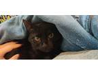 Adopt Makani (a.k.a. Jet) a All Black Domestic Shorthair / Mixed cat in