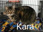 Adopt Kara a Spotted Tabby/Leopard Spotted Domestic Shorthair / Mixed cat in