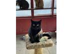 Adopt Lilith a All Black Domestic Shorthair (short coat) cat in Houston