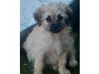 Adopt Janis Joplin a Tan/Yellow/Fawn - with Black Poodle (Miniature) / Terrier