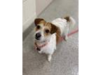 Adopt Russel a White Jack Russell Terrier / Mixed dog in Noblesville