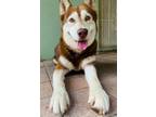 Adopt Rocco a Red/Golden/Orange/Chestnut - with White Alaskan Malamute / Mixed