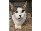 Adopt Baby a White Domestic Shorthair / Domestic Shorthair / Mixed cat in