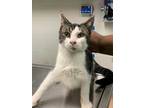 Adopt JOHNNY ROCKET a Brown Tabby Domestic Shorthair / Mixed (short coat) cat in