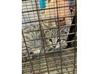Adopt CHARLOTTE a Brown Tabby Domestic Shorthair / Mixed (short coat) cat in