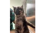 Adopt a Tortoiseshell Domestic Shorthair / Mixed (short coat) cat in Pasadena