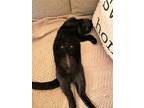 Adopt Onyx a All Black Domestic Shorthair (short coat) cat in Orange