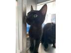 Adopt 49414019 a All Black Domestic Shorthair / Domestic Shorthair / Mixed cat