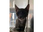 Adopt 49413915 a Gray or Blue Domestic Shorthair / Domestic Shorthair / Mixed