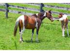 Adopt Agnes (in foal) a Buckskin Tennessee Walking Horse / Grade / Mixed horse