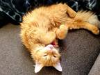 Adopt DAISY MAY a Orange or Red Tabby Domestic Longhair / Mixed (long coat) cat