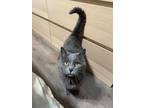 Adopt Smokey a Gray or Blue Domestic Shorthair / Domestic Shorthair / Mixed cat