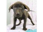 Adopt Suki a Brown/Chocolate Labrador Retriever / Mixed dog in Morton Grove