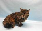 Adopt Luna a Brown or Chocolate Domestic Shorthair / Mixed cat in Golden Valley
