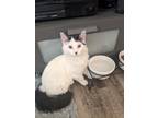 Adopt BB A White (Mostly) Domestic Longhair / Mixed (long Coat) Cat In Manor