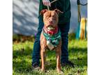 Adopt Rooney a Brown/Chocolate Pit Bull Terrier / Mixed dog in Oakland