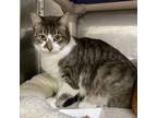 Adopt Pesto (bonded w/Poptart) a Brown Tabby Domestic Shorthair / Mixed cat in