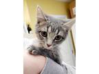 Adopt Bob - PetSmart Framingham A Gray Or Blue Domestic Shorthair / Domestic