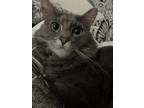 Adopt Spaz a Gray or Blue Domestic Mediumhair / Mixed (medium coat) cat in
