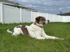 Adopt Sydney a White - with Brown or Chocolate Great Pyrenees / Australian