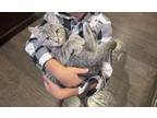 Adopt Oliver a Gray, Blue or Silver Tabby Domestic Shorthair (short coat) cat in