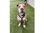Adopt Sheldon a Brown/Chocolate American Pit Bull Terrier / Mixed dog in