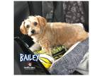 Adopt Bailey a Poodle (Miniature) dog in Council Bluffs, IA (33681131)