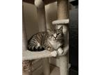 Adopt Toast a Brown Tabby Domestic Shorthair cat in Lorton, VA (33681690)