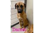 Adopt Daniel 116735 a Brown/Chocolate Boxer / Shepherd (Unknown Type) dog in