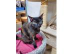 Adopt Bella a Tortoiseshell Domestic Shorthair (short coat) cat in Elmwood Park