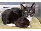 Adopt 49395954 a All Black Domestic Shorthair / Domestic Shorthair / Mixed cat