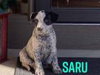 Adopt Saru a Blue Heeler / Pit Bull Terrier dog in Littleton, CO (33679018)