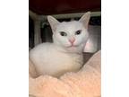 Adopt Angel a White Domestic Mediumhair / Domestic Shorthair / Mixed cat in