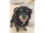 Adopt Leonardo a Black Terrier (Unknown Type, Small) / Mixed dog in Westland
