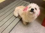 Adopt JOY a Tan/Yellow/Fawn Lhasa Apso / Poodle (Miniature) / Mixed dog in Upper