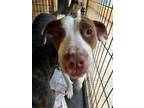 Adopt Elise 121011 a Brown/Chocolate Pit Bull Terrier dog in Joplin