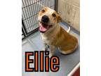 Adopt Ellie 22823 a Gray/Blue/Silver/Salt & Pepper Pit Bull Terrier dog in