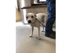 Adopt Robin 22796 a White Pit Bull Terrier dog in Joplin, MO (33683756)