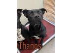 Adopt Thanos 121016 a Black Pit Bull Terrier dog in Joplin, MO (33683742)